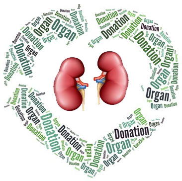 kidney-donation